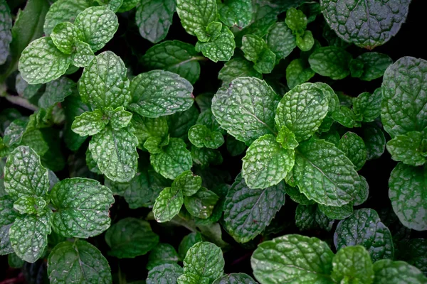 Mint Leaves Full Frame Pattern Texture Background — Stock Photo, Image