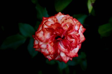 Bahçedeki güllerin fotoğrafları.                