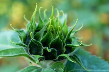 Genç ayçiçeği yakından çekiliyor..