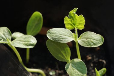 Yaklaş, fidan toprakta büyüyor, fidan güneşte büyüyor..               