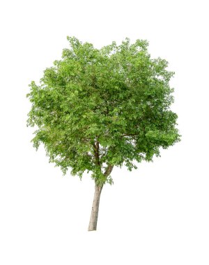 Beyaz arka planda ayrı bir ağaç, bir ağaç koleksiyonu.