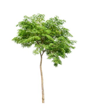 Beyaz arka planda ayrı bir ağaç, bir ağaç koleksiyonu.