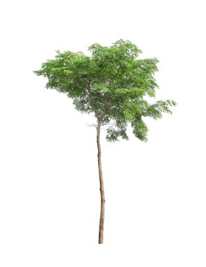 Beyaz arka planda ayrı bir ağaç, bir ağaç koleksiyonu.