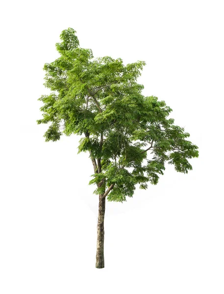 Окреме Дерево Білому Тлі Колекція Дерев — стокове фото