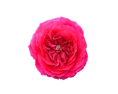 Güller, kart yapmak veya resim oluşturmak için kullanılabilecek beyaz bir zemin üzerindedir..