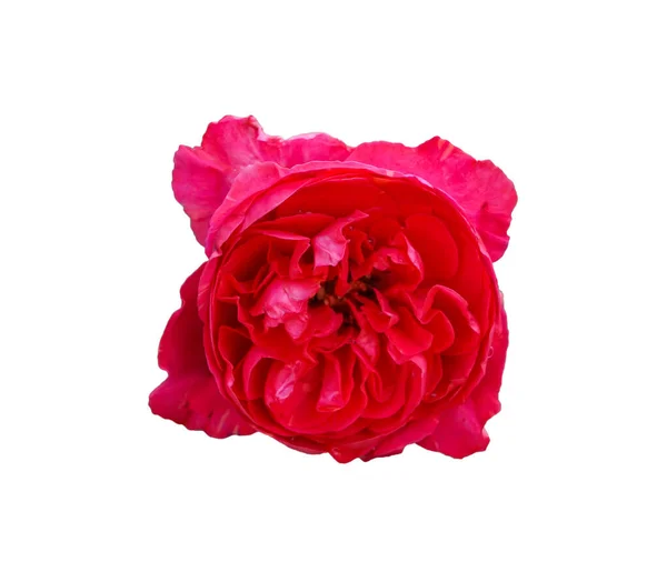 Róże Białym Tle Które Mogą Być Używane Tworzenia Kart Lub — Zdjęcie stockowe