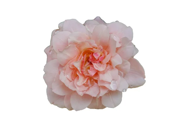 Róże Białym Tle Które Mogą Być Używane Tworzenia Kart Lub — Zdjęcie stockowe