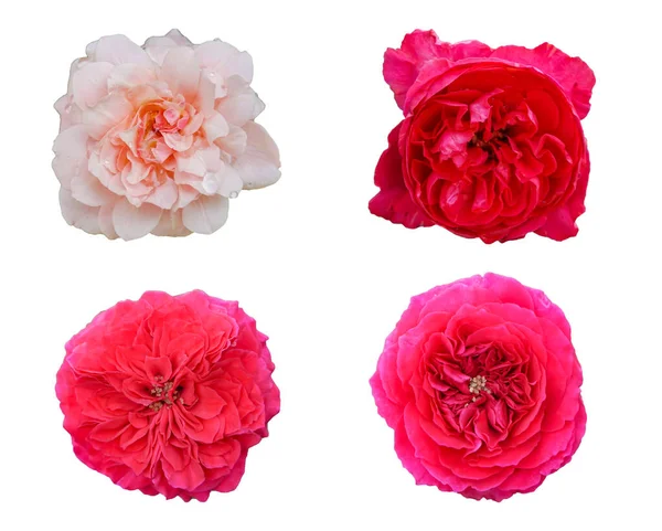 Cztery Róże Białym Tle Które Mogą Być Używane Tworzenia Kart — Zdjęcie stockowe