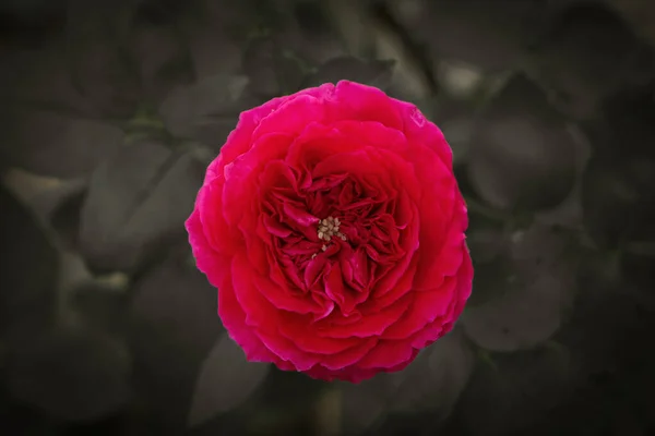 Red Rose Vintage Style Photo Editing — Stock Photo, Image