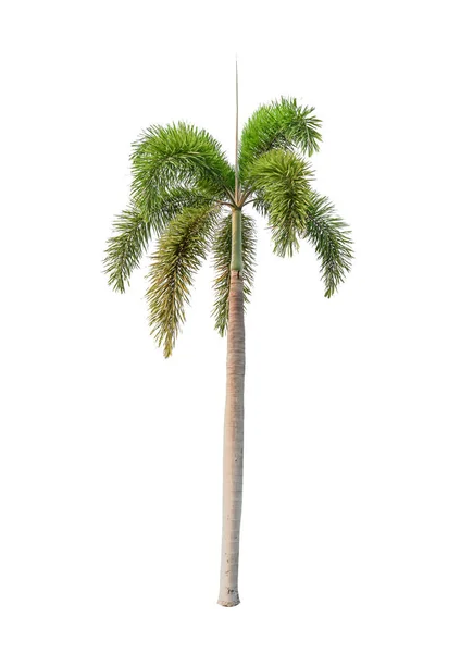 一棵白色背景的棕榈树 — 图库照片