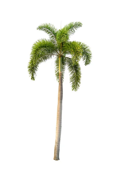 Beyaz arkaplanda tek bir palmiye ağacı              