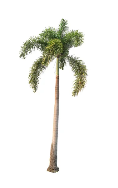 Egyetlen Pálmafa Fehér Alapon — Stock Fotó