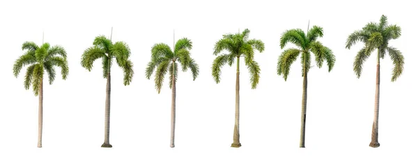 Zes Palmbomen Een Witte Achtergrond Stockafbeelding