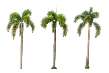 Beyaz arkaplanda üç palmiye ağacı      