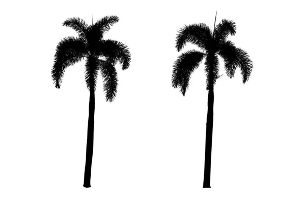 白色背景上的两棵阴影棕榈树 — 图库照片
