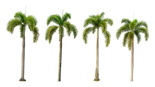 白色背景的四棵棕榈树 — 图库照片