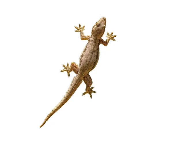 Lagarto Sobre Fondo Blanco — Foto de Stock