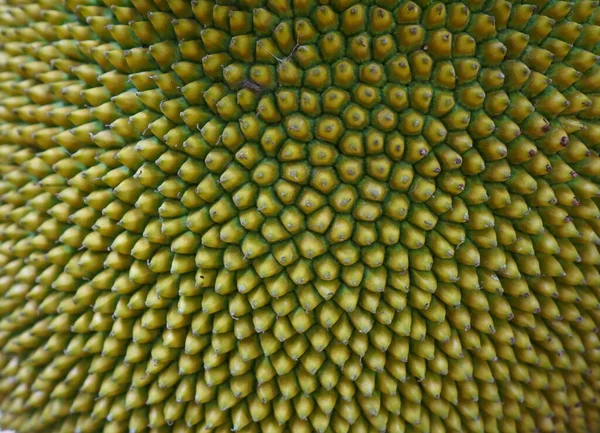Jackfrucht Nahaufnahme Muster Textur Hintergrund — Stockfoto