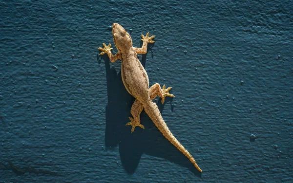 Photo Lizard Blue Wall — Stock Photo, Image
