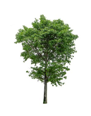 Beyaz arkaplanda ağaç, cilalama yolları.