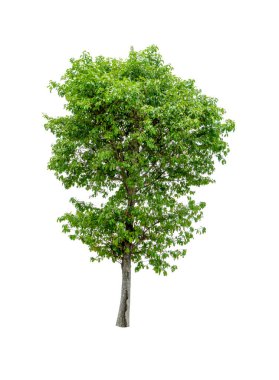 Beyaz arkaplanda ağaç, cilalama yolları.