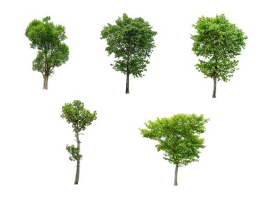 Beyaz arka planda beş ağaç kesme yolları.