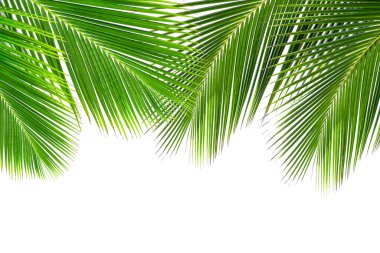 Beyaz arkaplanda hindistan cevizi yaprağı izole edildi.