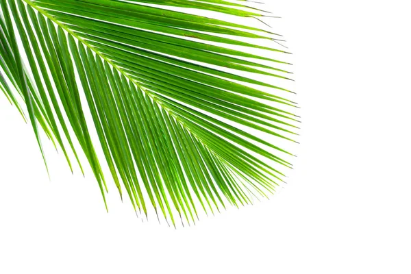 在白色背景上隔绝的椰子树叶子 — 图库照片
