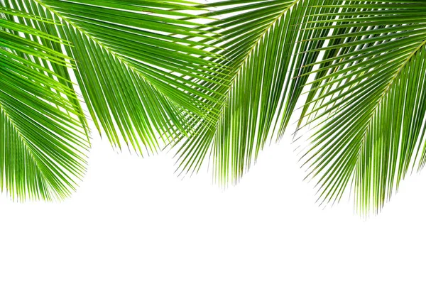 Beyaz arkaplanda hindistan cevizi yaprağı izole edildi.