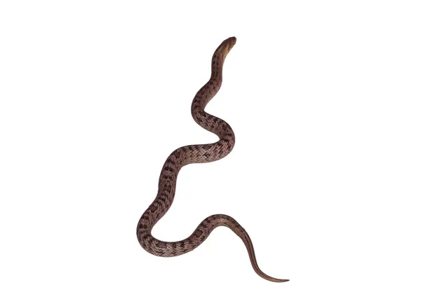 Yılan beyaz arkaplanda izole edildi          