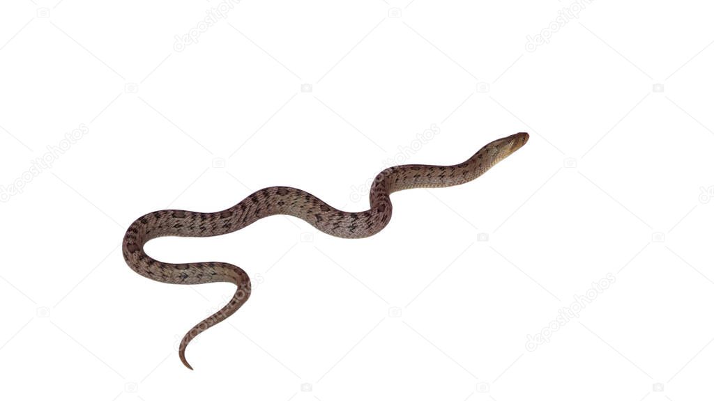 snake isolated on white background