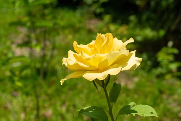 Nature Yellow Roses Garden — Stock Photo, Image