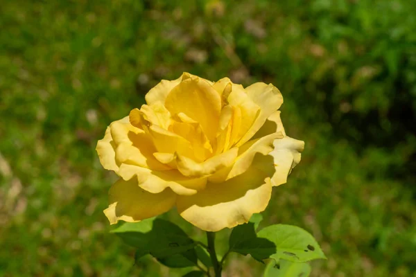 Nature Yellow Roses Garden — Stock Photo, Image