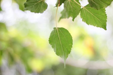 Arkaplanda yaprak bokeh olan dut yaprakları ve dallar.