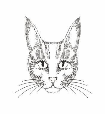 elle çizilmiş kedi