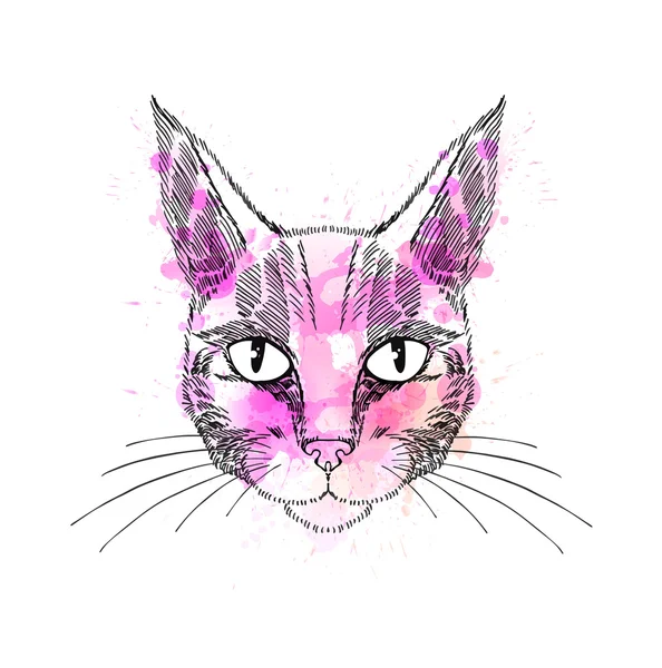 Chat dessiné à la main — Image vectorielle