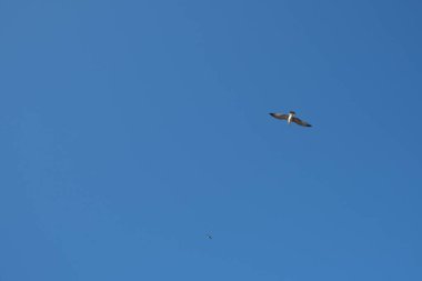 Mavi gökyüzünde bir martı uçar.