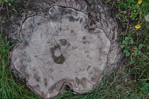 Albero Rotondo Ideale Tagliato Con Anelli Annuali Crepe Struttura Legno — Foto Stock