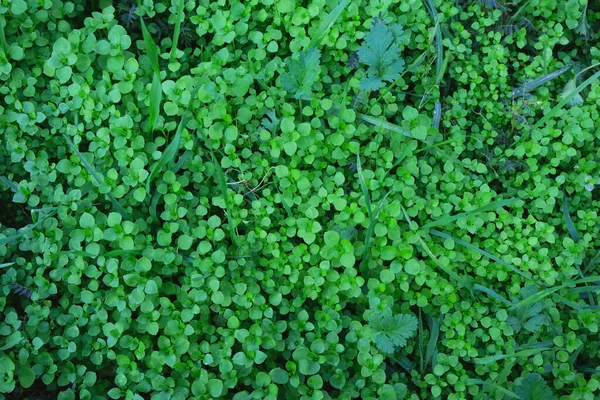 Background Fresh Green Grass Sunshine — Stock Photo, Image