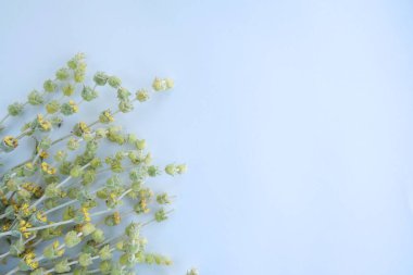 Kuru çimen: Tatar çayı, beyaz arka planda. Mükemmel bitkisel içecek için. Düz biçim.