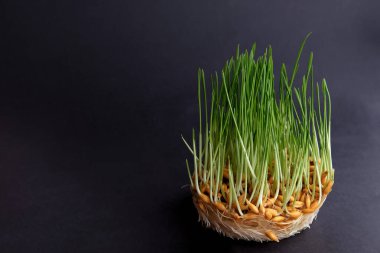 Mikroçimler, filizlenmiş yulaflar, siyah arka planda..