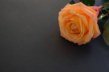 Koyu arkaplanda gül çiçeği. Mesaj için yer. Yüksek kalite fotoğraf