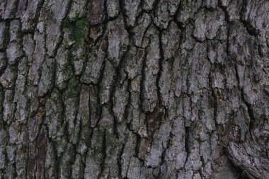 Ağaç kabuğu kaplama dokusu. Doğal ağaç kabuğu arka plan şablonu. Sert fıçı yüzeyi. Gri, kahverengi arkaplan.