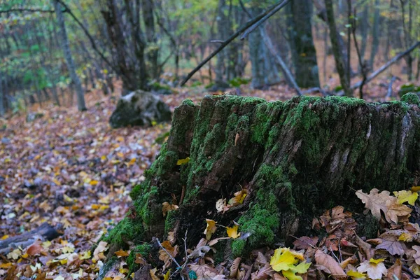 Bela Vista Toco Musgo Parque Com Árvores Dia Outono — Fotografia de Stock