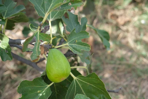 Maturare fichi verdi su un ramo. — Foto Stock