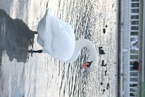 Красивий і білий лебідь у воді . — стокове фото