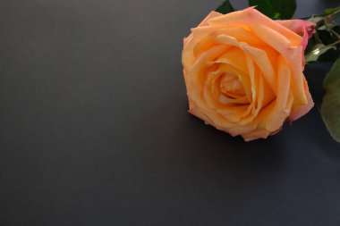 Koyu arkaplanda gül çiçeği. Metin için yer.