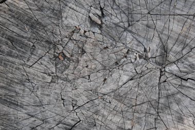 Ağaç kabuğu kaplama dokusu. Doğal ağaç kabuğu arkaplan şablonu. 