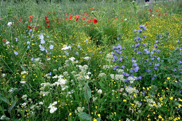 Poppies Green Field Lonely Poppy Green Grass — Fotografia de Stock