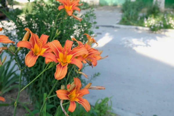 Beautiful Orange Lily Flowers Close Grow Garden —  Fotos de Stock